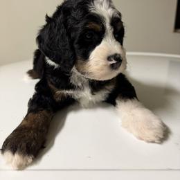 Dustin - Tri-color male Bernedoodle puppy in Gilbert, Arizona from Gilbert Bernedoodles & Whoodles