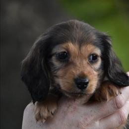 Loretta - Red female Dachshund puppy in Lowell, Indiana from IvoryForge Dachshunds