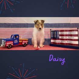 Daisy - White merle female Collie puppy in St Augustine, Florida from Saltwater Collies LLC