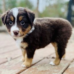 Amber - Red tri female Miniature Australian Shepherd puppy in Hempstead, Texas from Young Gun Aussies