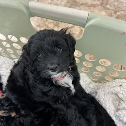 Cockapoo and Cocker Spaniel Puppies from Penny’s Perfect Pups
