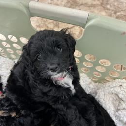 Cockapoo and Cocker Spaniel Puppies from Penny’s Perfect Pups