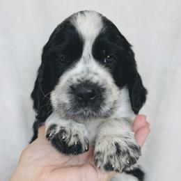 Ranger - Black and white male English Springer Spaniel puppy in Casa Grande, Arizona from The Spaniel Garden