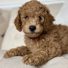 Labradoodle Puppies from Ruby Doo’s Doodles