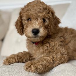 Labradoodle Puppies from Ruby Doo’s Doodles
