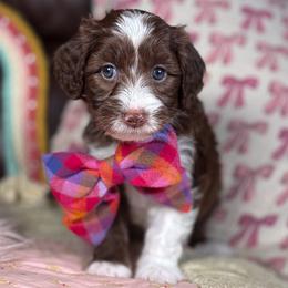 Fawn - Chocolate female Australian Labradoodle puppy in Decatur, Alabama from Southern Meadows Doodles