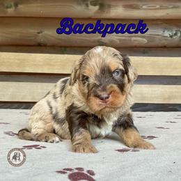 Backpack - Chocolate merle male Bernedoodle puppy in Banner Elk, North Carolina from Walnut Tree Bernedoodles