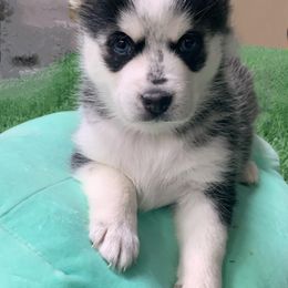 Pomsky Puppies from Liberty Pomsky