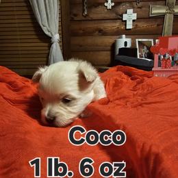 Snowflake - White female Maltese puppy in Terrell, Texas from PBJ Farms