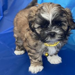 Boy 1 - Brindle and white Shih Tzu puppy in Las Vegas, Nevada from Miracle's Shih Tzus