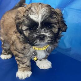 Boy 1 - Brindle and white Shih Tzu puppy in Las Vegas, Nevada from Miracle's Shih Tzus