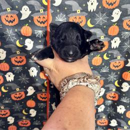 Winter - Black female German Shepherd puppy in Watervliet, Michigan from M&M Shepherd Farms