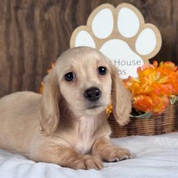 Flash - Cream male Dachshund puppy in Dothan, Alabama from Little House Pups