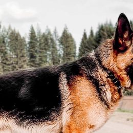 German Shepherds from Buxton Oregon Shepherds