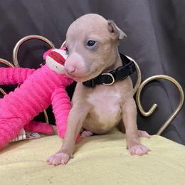 Tilly - Blue fawn female Italian Greyhound puppy in Lancaster, Missouri from White Stone Ranch