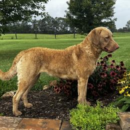 Maera - Chesapeake Bay Retriever