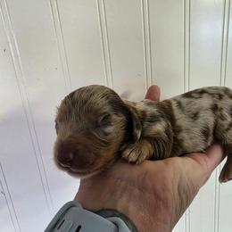 Edward - Dapple male Dachshund puppy in Stillwater, Oklahoma from Shade Tree Dachshunds