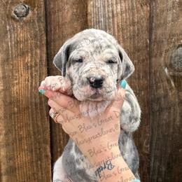 Tory - Merle female Great Dane puppy in Granbury, Texas from Anderson Blau’s Great Danes