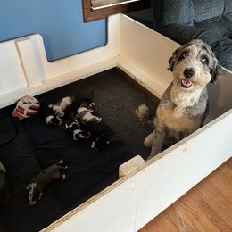 Bernedoodle and Goldendoodle Puppies from Brunsman Country Doodles LLC