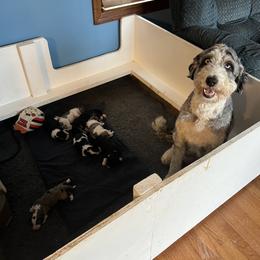 Bernedoodle and Goldendoodle Puppies from Brunsman Country Doodles LLC