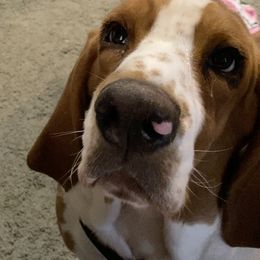 Basset Hound Puppies from 5th Day Farm