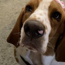 Basset Hound Puppies from 5th Day Farm