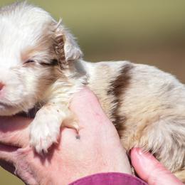 Red Merle boy - Red merle male Australian Shepherd puppy in Clarkrange, Tennessee from Vom Wolff