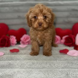 Arlo - Golden male Cockapoo puppy in 77304, Texas from Little Valley Puppies