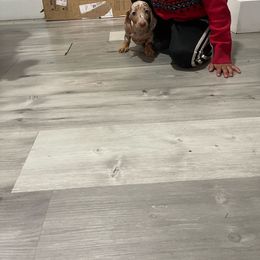 Cinnamon - Dachshund
