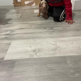 Cinnamon - Dachshund