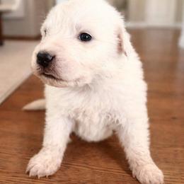 Girl 4 - White female Great Pyrenees puppy in Elfrida, Arizona from Outlaw Acres Farm & Kennels