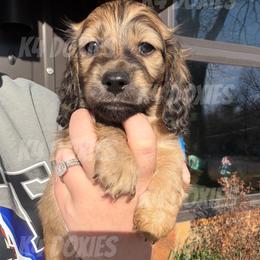 SVEN - Brindle male Dachshund puppy in Tulsa, Oklahoma from K4 Doxies