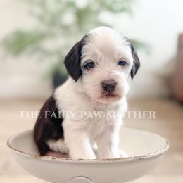 Abby - Phantom male Goldendoodle puppy in Woodland Hills, Utah from The Fairy Paw Mother