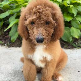 Marc - Red  male Goldendoodle puppy in Camden, North Carolina from Oopsie Doodles of NC