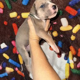 Tiffany - Fawn female Great Dane puppy in Orange Grove, Texas from Shadow Veil Dane’s