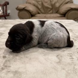 Boy 4 - Brown and gray male Wirehaired Pointing Griffon puppy in Shelley, Idaho from Western Gundogs