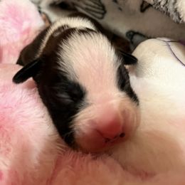 Boxer Puppies from Teressa's Boxers
