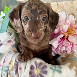 Bijoux - Dapple female Dachshund puppy in Purmela, Texas from FLYING L Dachshund Academy