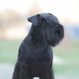 Stesha - Miniature Schnauzer