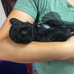 Bergamasco Sheepdog Puppies from Alp Angel Bergamascos