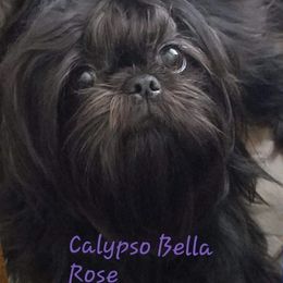 Bella - Shih Tzu
