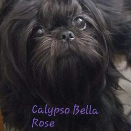 Bella - Shih Tzu