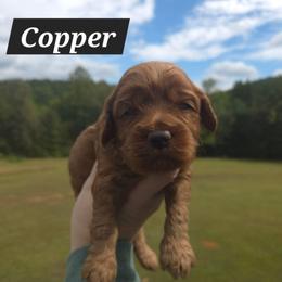 Copper - Red male Cockapoo puppy in Rutherford County, North Carolina from Simply Grace Farms