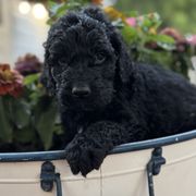 Midnight - Black male Assorted Doodle Crosses puppy in Maryland from Grind Stone Breeding Kennels