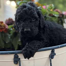 Midnight - Black male Assorted Doodle Crosses puppy in Maryland from Grind Stone Breeding Kennels