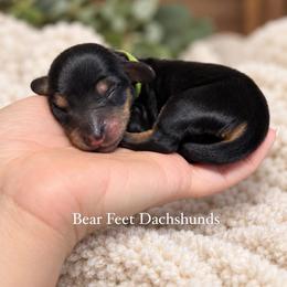Forest - Black and cream male Dachshund puppy in Rogue River, Oregon from Bear Feet Dachshunds
