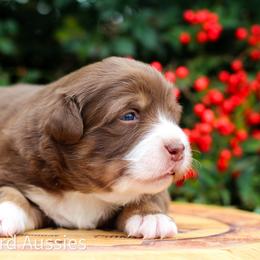 Dasher - Red tri-color female Australian Shepherd puppy in Canyon, Texas from AW Standard Aussies
