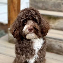 ace - Australian Labradoodle