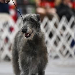 Chinese Cresteds and Scottish Deerhounds from ConeraIsles Kennel