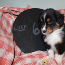 Travis - Black tri Miniature American Shepherd puppy in Meadows Of Dan, Virginia from Nashira